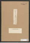 Bacillaria socialis var. rariana Grun. (de-Toni-Nr.: Genus 46, Species 1992) Zeichnungen Sammlung Grunow Nr. 3928 (NHMW-BOT-W0371667)